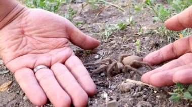 Örümcek tarantula, örümceğin eli doğada. İlk kez yabani tarantula kullanıyordum. Örümcek dişilerinin dişileri 25 yıla kadar yaşayabilir tarantula dişleri, böcekler, böcekler, böcekler, hayvanlar