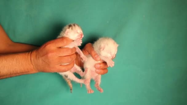 抱着两只小猫的兽医 新生儿白斑 绿色背景的白色 婴儿只有2天大 眼睛仍然闭着 爱动物 宠物诊所 兽医医生 — 图库视频影像