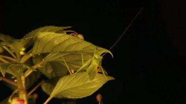 Kamuflajlı erkek katydid yaprağın üzerinde. Yaprağa benzeyen bu yeşil böceklere gerçek katydit denir. Bu muhteşem yeşil böceğe o kadar kapalıydık ki ağzının ve bir bacağının hareket ettiğini gözlemledik. Doğa