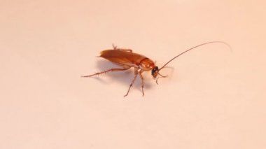 Erkek hamamböceği. Beyaz arkaplandaki hamamböceğini kapat. Yakın çekim hamamböceği izole edilmiş. Hamamböcekleri Blattodea tarikatının böcekleridir. Böcekler, böcekler, böcekler, hayvanlar, hayvanlar. Sağlık, hijyen