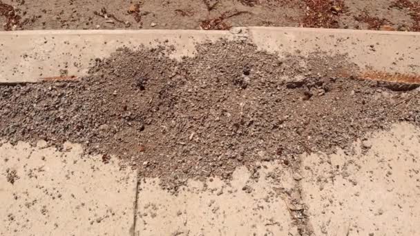 在花园里的柴堆 工蚁在房子的深处挖石头 蚂蚁野生生活的细节 蚂蚁群城市里的昆虫 野生动物 — 图库视频影像
