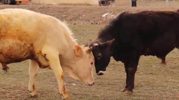 两只小牛才8个月大 这不是一场战斗 他们只是像人类的孩子一样玩耍来测试他们的力量 他们需要锻炼他们的肌肉 乡村的牛和公牛 — 图库视频影像