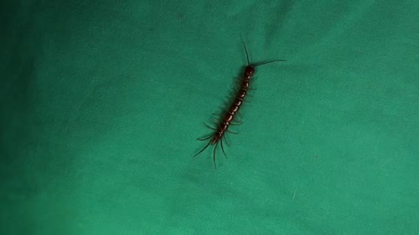 Centipede Close Centipede Isolated Green Background Closeup Centipede Super Macro — Stock Video