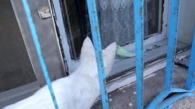 Muhabbet kuşu papağanına saldırmaya çalışan bir kedi yavrusu. Kedi kuş avlıyor. Beyaz kediyi kapat. Mavi papağan papağanı, kuş. Hayvan, hayvan, vahşi yaşam, vahşi doğa. çiftlik, ev, eğlence