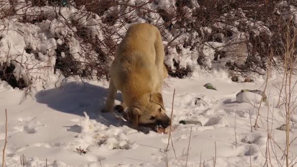 집없는 강아지가 먹으려 마을의 쓰레기들 사이에서 먹이를 있습니다 날씨에는 겨울에 — 비디오