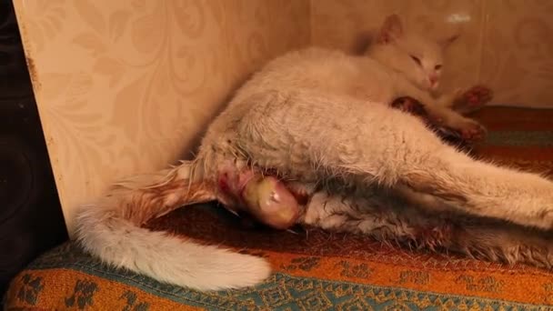 猫的出生 起初羊膜囊出现了 出生后 白猫妈妈舔她的宝宝来清洁它 正常分娩 哺乳动物的阵痛 兽医学 — 图库视频影像