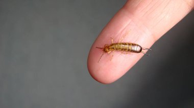 Earwig as a pet. Earwigs will use their pincers to defend themselves. Biologist, Exotic vet holding an insect. wildlife veterinarian. invertebrates. bugs, bug, insects, animals, animal, wild nature clipart