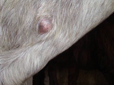 Keçinin boynunda apse, iltihap, şişlik, enfeksiyon, iltihap. Bakteriyel hastalık. Veterinerlik. Cerrahi veteriner hayvanlara yardım ediyor, cerrah. Çiftlik hayvanları hastalıkları. Patoloji. Evcil hayvanlar, hasta hayvanlar.