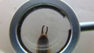 Kulaklık. Kapat. Kulaklıklar kendilerini savunmak için kıskaçlarını kullanırlar. Biyolog, egzotik veteriner bir böceği inceliyor. Vahşi yaşam veterineri. Omurgasızlar. böcekler, böcekler, böcekler, hayvanlar, hayvanlar, vahşi doğa