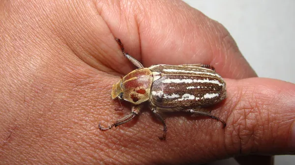 Tíz Bélelt Június Bogár Polyphylla Decemlineata Biológus Egzotikus Állatorvos Egy — Stock Fotó