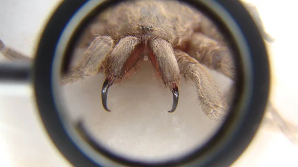 Tarantula as a pet .Exotic veterinarian examines a spider fangs, vet. Biologist. female of tarantula in threatening position. Arthropods, invertebrates. insect, bug, animal, wildlife, wild nature