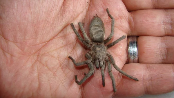 Tarantula Jako Mazlíček Exotický Veterinář Drží Vlčího Pavouka Veterináři Biolog — Stock fotografie