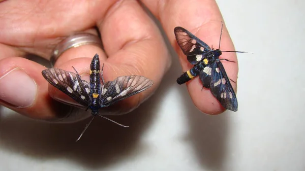 ペットとして蝶 生物学者 エキゾチックな獣医蝶を保持しています 野生動物獣医師 人間の指の上の青 壊れやすい蝶の翼は 野生の自然の調和を作成します — ストック写真