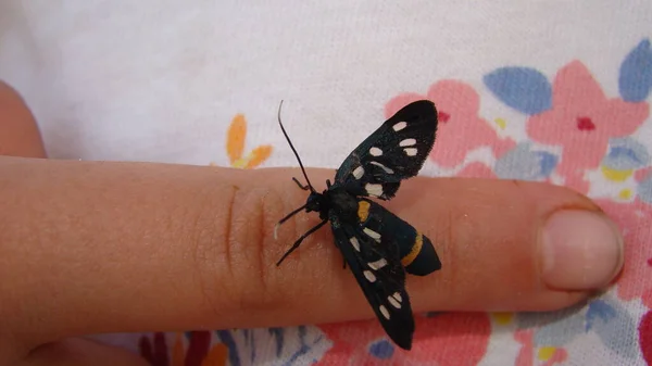 Kelebek Bir Kızın Eline Oturur Çocuk Gelecekte Biyolog Egzotik Veteriner — Stok fotoğraf