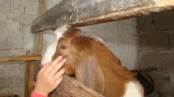 Mjölkgetter Liten Flicka Som Smeker Ett Gethuvud Ungen Vill Bli — Stockfoto