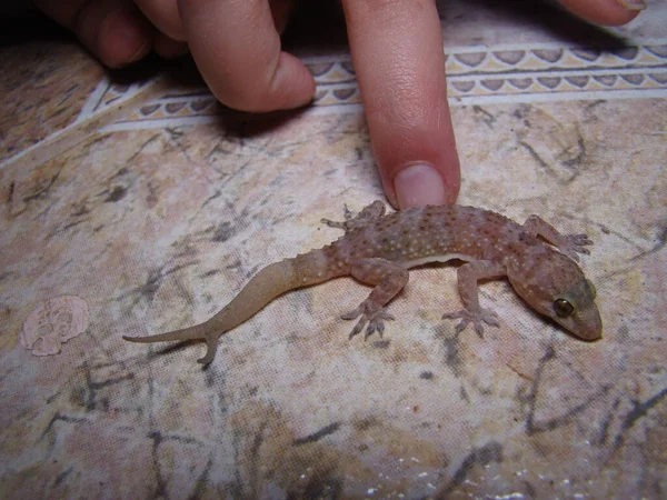 Geckoには2つの尾があります 地中海の家のヤモリを愛撫少女 子供はエキゾチックな獣医になりたがってる この爬虫類は アクデニス サカングル パシフィック ハウス ジェッコ ウォール — ストック写真