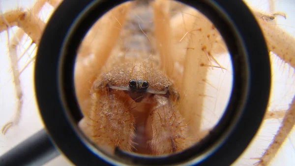 Araña Camello Como Mascota Son Verdaderos Escorpiones Veterinario Exótico Examina —  Fotos de Stock