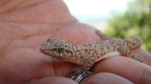 Gecko Niesamowity Kamuflaż Egzotyczny Weterynarz Trzymający Gada Śródziemnomorski Gecko Dom — Zdjęcie stockowe