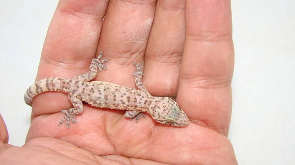Gecko 'nun harika bir kamuflajı var. Bir sürüngeni tutan egzotik veteriner. Akdeniz evi kertenkelesi, akdeniz sakanguru, Pasifik evi kertenkelesi, duvar kertenkelesi. Hayvanlar, sürüngenler. Vahşi yaşam veterineri