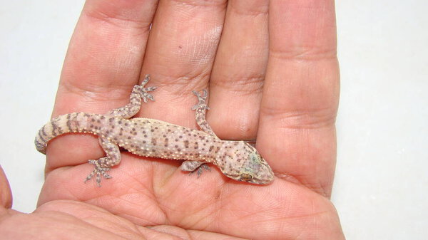Gecko has amazing camouflage. exotic veterinarian holding a reptile. Mediterranean house gecko, akdeniz sakanguru, pacific house gecko, wall gecko, house lizard. animals, reptiles. wildlife vet