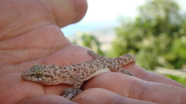 Gecko Has Amazing Camouflage Exotic Veterinarian Holding Reptile Mediterranean House — Stock Photo, Image