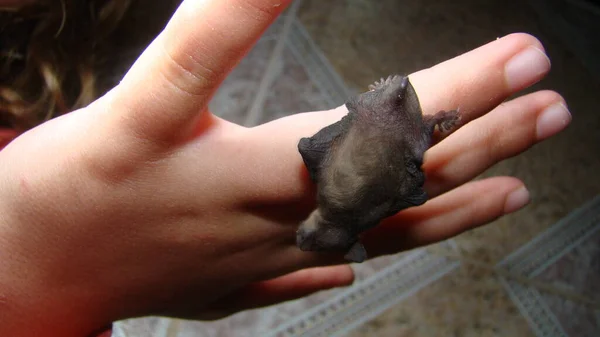 Murciélago Bebé Mano Una Niña Chico Quiere Ser Veterinario Exótico —  Fotos de Stock