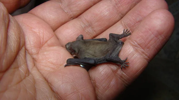 Exotic Veterinarian Examines Baby Bat Animals Accused Coronavirus Mammals Wildlife — Stock Photo, Image