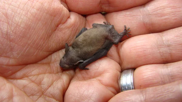 Exotic Veterinarian Examines Baby Bat Animals Accused Coronavirus Mammals Wildlife — Stock Photo, Image