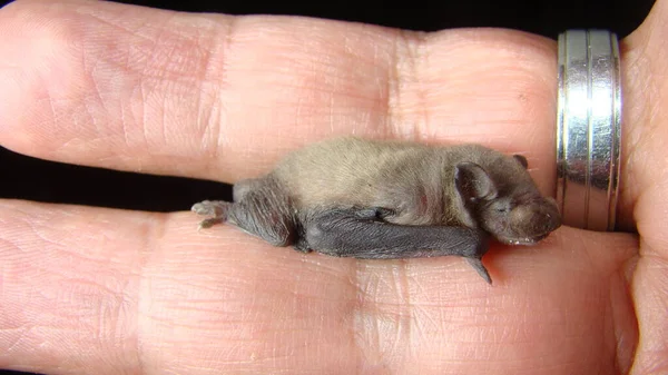 异国情调的兽医检查蝙蝠宝宝 动物被指控有头孢病毒 哺乳动物 野生动物兽医 新生命的诞生 新生儿 可爱的婴儿 野生的天性 动物疾病 — 图库照片