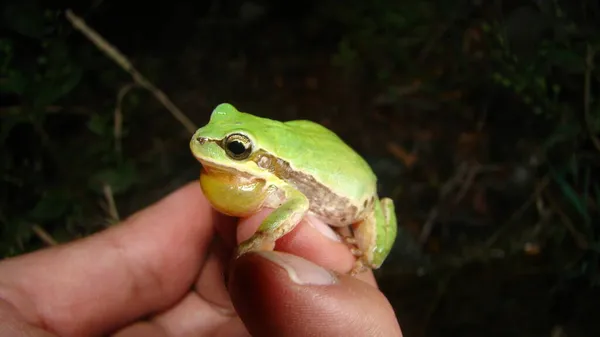Exotic Veterinarian Examines Tree Frog Nature Green Frog Singing Hand — Stock Photo, Image