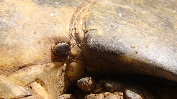 Tic Primer Plano Una Garrapata Macho Tortuga Tortuga Griega Tortuga — Foto de Stock