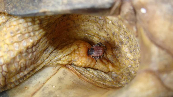 ティック ギリシャの亀 カメにメスのダニを閉じます 寄生虫 元獣医師 野生動物獣野生動物 獣医学 動物病気寄生虫治療 — ストック写真