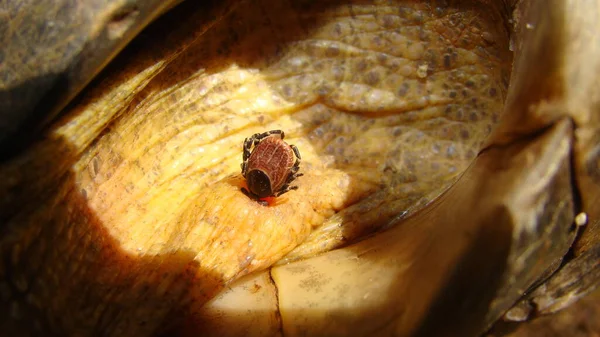 ティック ギリシャの亀 カメにメスのダニを閉じます 寄生虫 元獣医師 野生動物獣野生動物 獣医学 動物病気寄生虫治療 — ストック写真