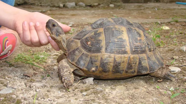 Greek Tortoise Turtle Little Girl Caressing Tortoise Head Kid Wants — Stock Photo, Image