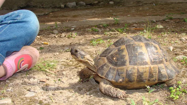 Yunan kaplumbağası, kaplumbağa. Küçük bir kız kaplumbağa izliyor. Çocuk gelecekte egzotik bir veteriner olmak istiyor. Veteriner tıbbı. Vahşi yaşam veterineri. Sürüngenler, sürüngenler, hayvanlar, hayvanlar.