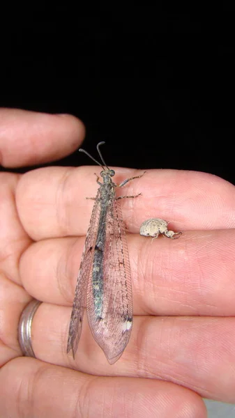 Karınca Larva Yetişkin Aşamaları Egzotik Veteriner Biyolog Karınca Aslanı Tutuyor — Stok fotoğraf