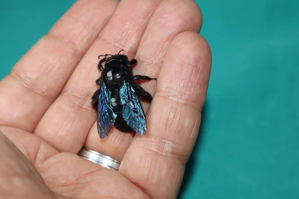 Arı Biyolog Egzotik Veteriner Elinde Marangoz Arısı Tutuyor Vahşi Yaşam — Stok fotoğraf