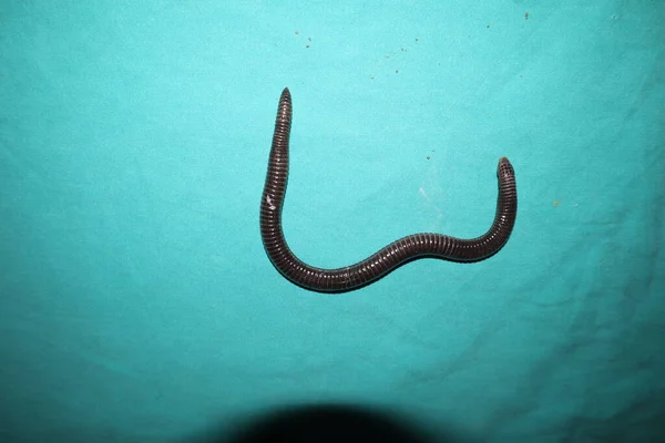 Wąż Wygląda Jak Robak Egzotyczny Weterynarz Bada Węża Robaka Gabinecie — Zdjęcie stockowe