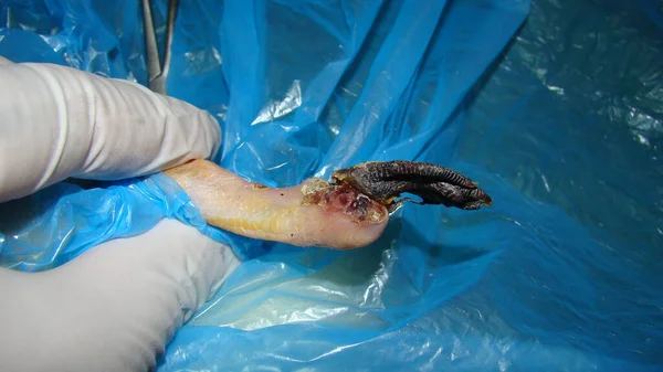 一只小鸭正在手术室里为因坏疽 整形外科手术而截肢做准备 异国情调的兽医外科医生外科医生野生动植物兽医 帮助动物 宠物鸟 — 图库照片