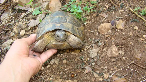 Yunanlı Bir Kaplumbağayı Vahşi Doğada Muayene Eden Egzotik Bir Veteriner — Stok fotoğraf