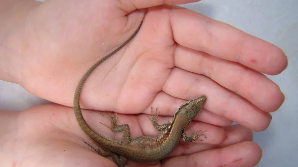 Lizard Called Skink Smooth Bodied Lizard Little Girl Holding Reptile — Stock Photo, Image