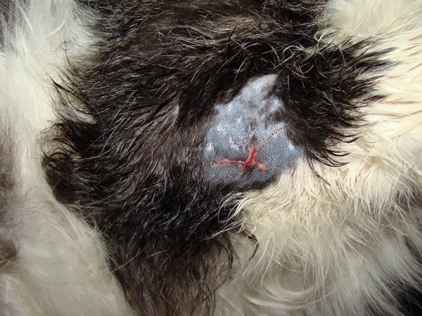伤口愈合在一只无家可归的猫身上 治疗后留下了疤痕 外科兽医治疗病人的伤口 宠物兽医 帮助动物和动物的健康 病理学 — 图库照片