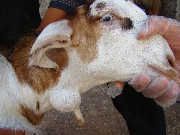 炎症の首にアクセスできません 動物性疾患 農場の獣医師 手術用獣医が動物を助けています 獣医学 病理学 農場動物 動物を助ける — ストック写真