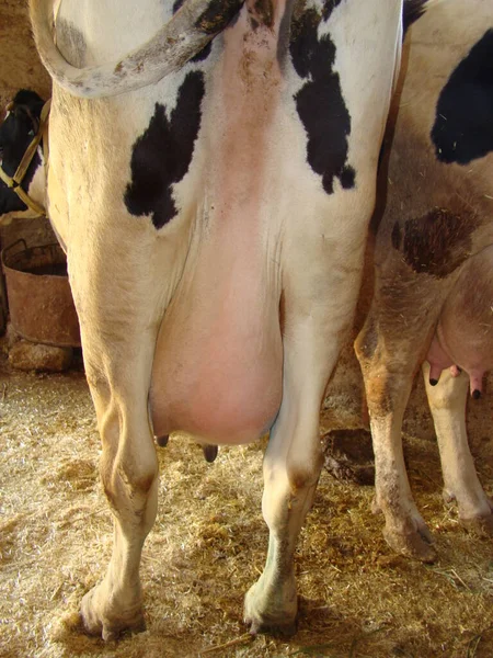 Mastitis Inflamación Mama Formación Abscesos Infección Udder Vaca Vista Desde — Foto de Stock