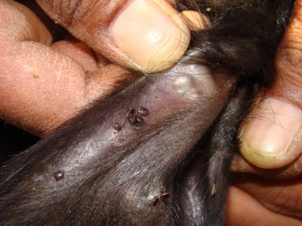 Tik Klíšťata Uchu Černé Ovce Veterinář Vyšetřující Ovci Veterinární Medicína — Stock fotografie