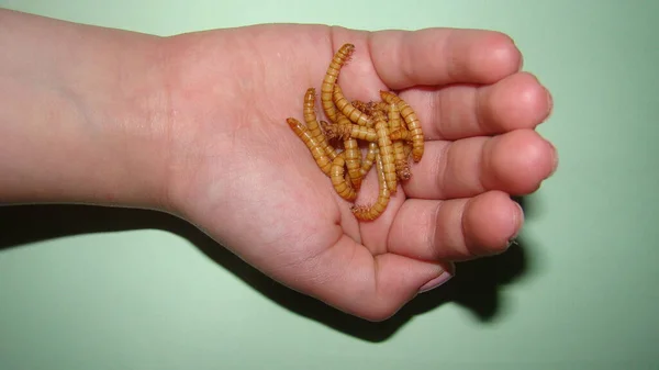 Küçük bir kız elinde kurtçuklar, canlı sürüngenler, böcekler. Çocuk egzotik bir veteriner ya da biyolog olmak istiyor. Bir kurtçuğun aşamaları, larva. Elinde süper solucanlar, süper solucan. Yemek solucanlarının yaşam döngüsü