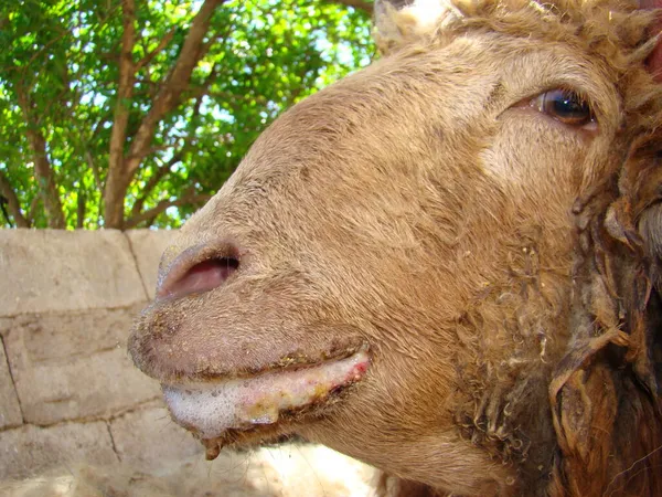 羊の口の中で伝染性の生態系の感染症 伝染性膿疱性皮膚炎 Cpd は動物園です ウイルスや細菌の病気 獣医学 動物だ 農場の獣医師 ベット病理学 — ストック写真