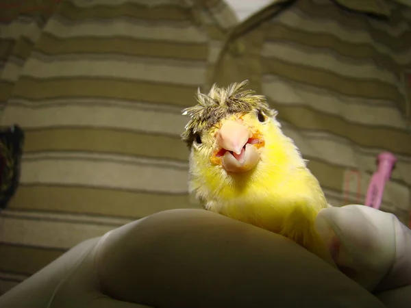 Veterinarian Examining Yellow Bird Canary Inflammation Beak Exotic Veterinarian Bird — Stock Photo, Image