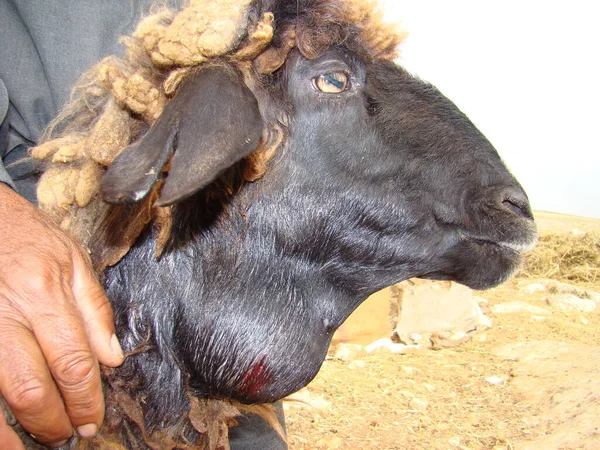 Ascesso Nel Collo Una Pecora Pus Gonfiore Infezione Infiammazione Malattie — Foto Stock