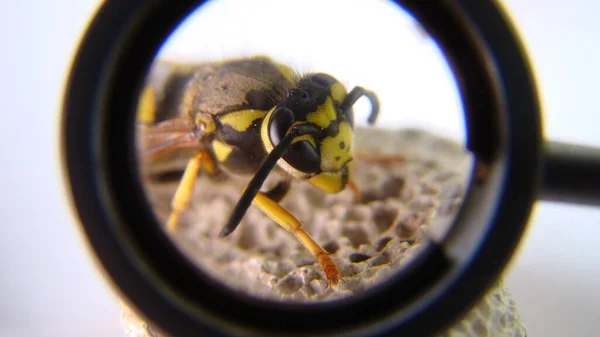 Yellow Wasp Closeup Exotic Veterinarian Examines German Wasp Face Vet — Stock Photo, Image